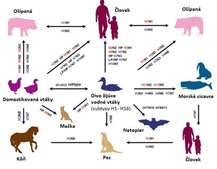 Chrípka Mutácie chrípky vznikajú hlavne v dôsledku výmeny segmentu medzi ľudským a zvieracím