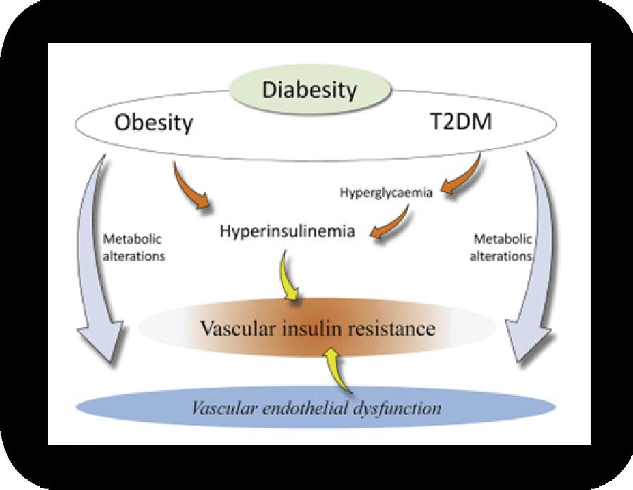 Obrázok 2: Vplyv obezity a DM2 (T2DM) na rozvoji a progresii inzulínovej rezistencie a endoteliárnych dysfunkcií (sciencedirect.