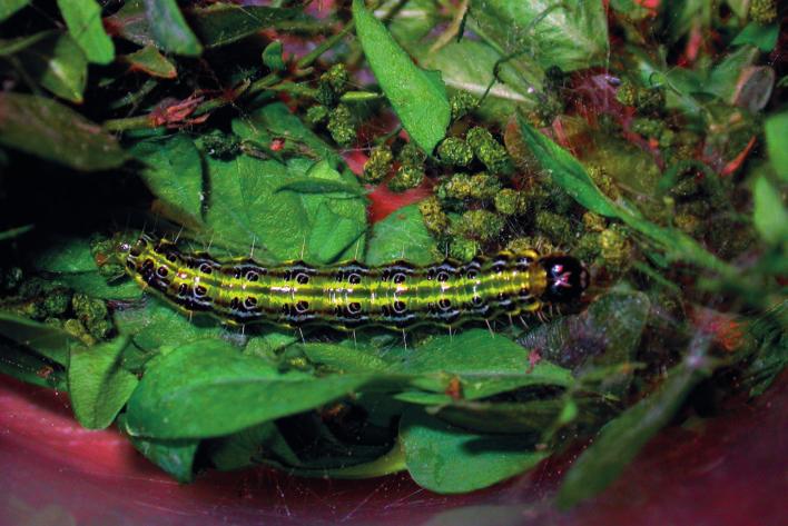 Obr. 3. Cydalima perspectalis (Walker, 1859) larva, 12.V.2012, Bratislava Foto: R.