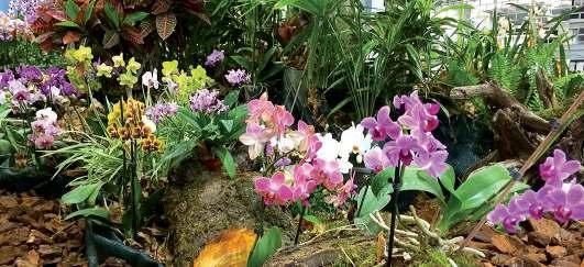 Orchidey, bromélie, tillandsie a ďalšie tropické a subtropické rastliny z bohatých