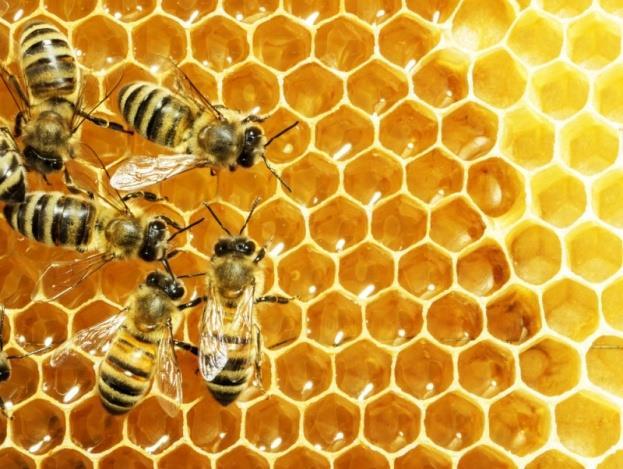 Včela v priebehu znášky za celý svoj život nazbiera približne deväť gramov medu.