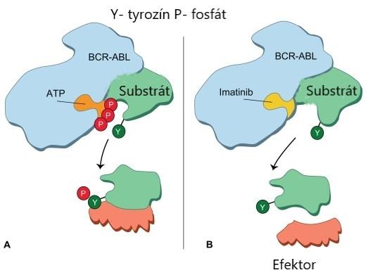 fosforylácia substrátov Bcr-Abl tyrozín kinázy. Tento proces vedie k zastaveniu patologickej signálnej dráhy v bunke, ktorá podporuje tvorbu CML.