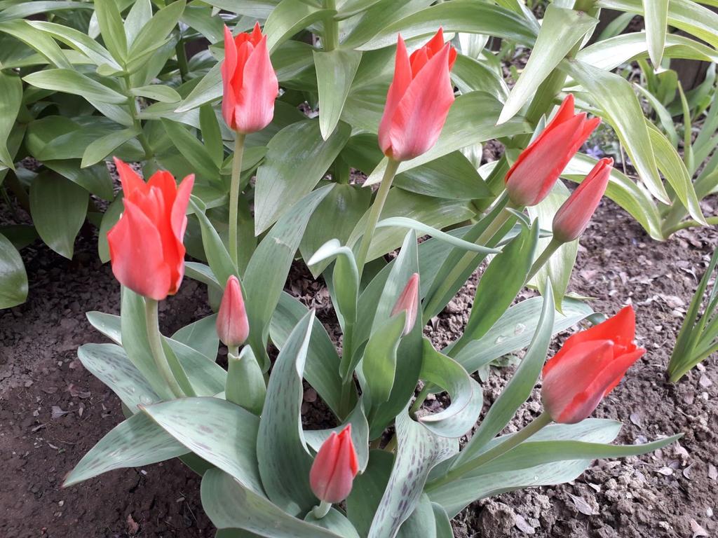 Tulipán Záhony kvitnúcich tulipánov! Rozprávkové hýrenie farieb medzi kvitnucimi stromami, vo vzduchu rozochvenom jarou.