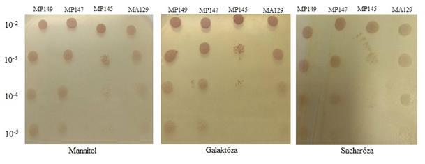 Obrázok 48: Rast kvasiniek na médiách na rozličných uhlíkových substrátoch metódou drop testov Kolónie kvasiniek M. pulcherrima 149 a M.