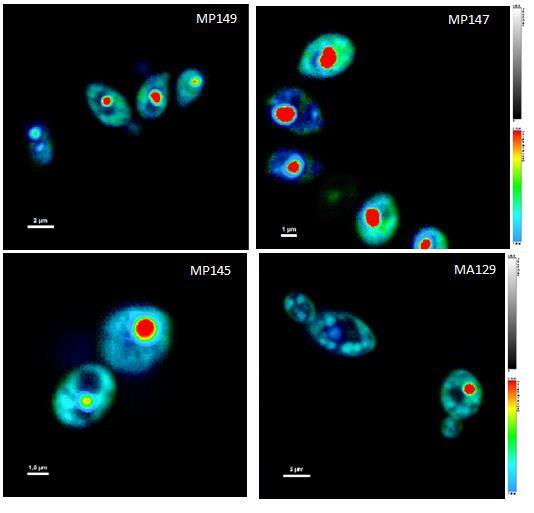 Obrázok 52: FLIM snímky kvasinkových kmeňov kultivovaných na hydrolyzáte živočíšneho tuku s prídavkom glycerolu (20 g/l) Na všetkých sledovaných médiách sú viditeľné lipidové granule, ktoré sú