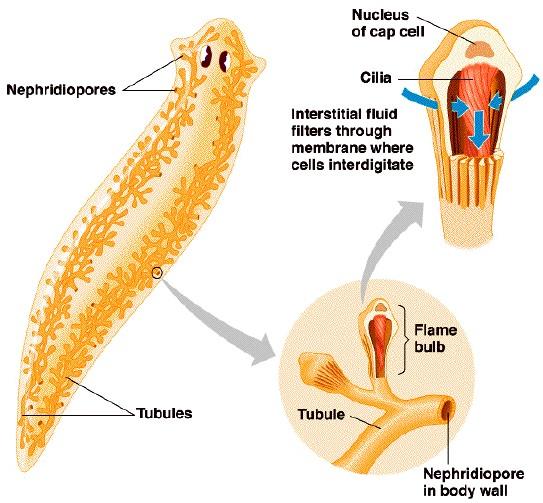 (Polychéta) Solenocyty - plamienkové bunky majú bičík a sú pripojené na odvodný kanálik.