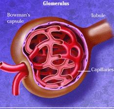vrstvový epitel) Glomerulus vas afferens vas efferens Odvodné kanáliky: Proximálny stočený