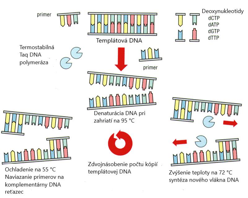 Polymerácia (72 C) DNA polymeráza syntetizuje novú DNA v smere nasadá na primery a ďalej syntetizuje podľa templátovej DNA. Denaturácia, nasadanie a polymerácia sa cyklicky opakujú 20 40krát.