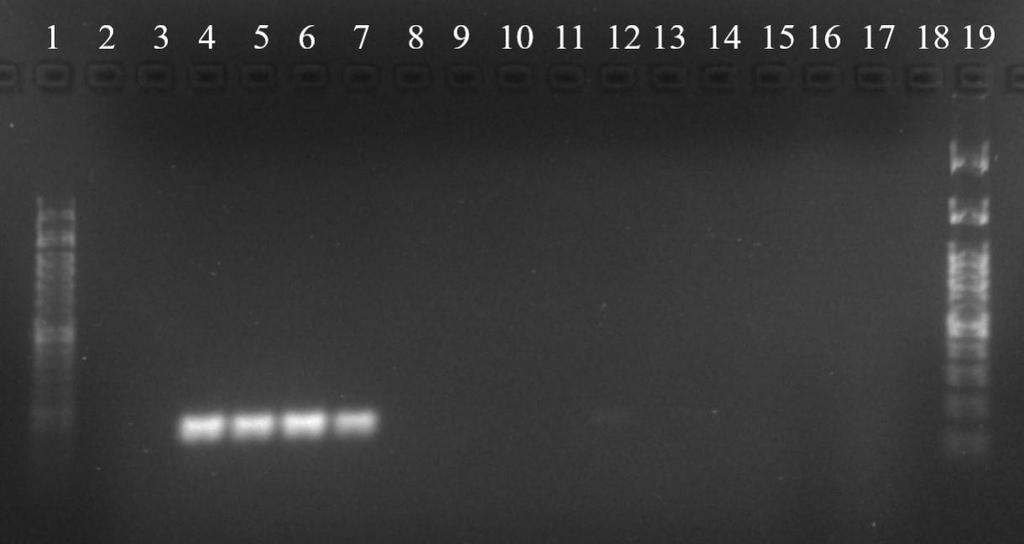 154 bp Beh číslo DNA Označenie PCR Produkt 1 štandard 50 bp 2 x - 3 negatívna kontrola - 4 Pozitívna kontrola PK1 + 5 Rastlinná Pozitívna kontrola PK2 + 6 DNA Levanduľa mrazená LM + 7 Levanduľa