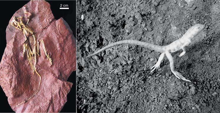 Paleontológia Prvý dvojnohý stavovec na svete Eudibamus unikátny pohľad na vývoj suchozemskej spodnopermskej fauny.
