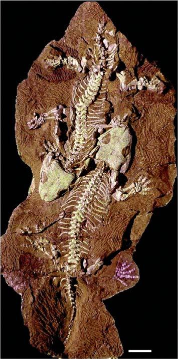 Ide práve o líniu, ktorá viedla k vzniku cicavcov. Po druhé, na severoamerických lokalitách sú fosílne kosti do značnej miery izolované a roztrúsené.