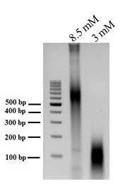 (4 2 RNA TBP DNase I RNX