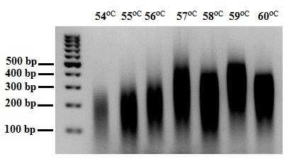 RNeasy Plus Mini. DNA DNase RNA RNA RNeasy Mini RNA DNase I. RNA MgCl 2 PCR (Annealing ).