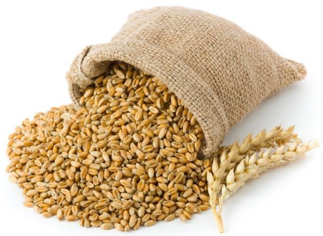 Pšenica jarná Pokusy DUSLO dosiahnutá produkcia pri stredoplošných pokusoch (