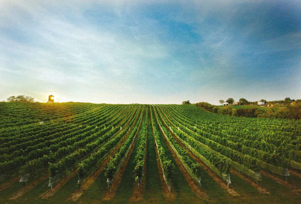 Udržiavame tradíciu vinohradníctva a vinárstva Činnosť spolku vinohradníkov a vinárov v Suchej nad Parnou oživuje tradície, zvyšuje úroveň pestovania viniča a propaguje vinohradníctvo v regióne.