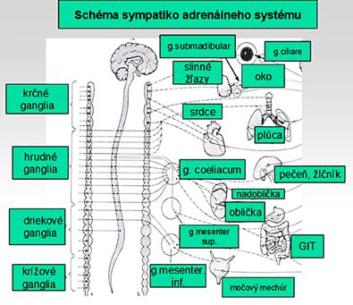 Obr. 4. Schéma sympatikoadrenomedulárneho systému Obr. 5. Neurálna platnička.