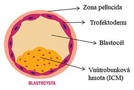dutinou (blastocél), a jej bunky sú rozdelené na dve časti bunky budúceho embrya embryoblast (ICM, inner cell mass) a trofoblast (TE, trofectoderm) (K h o s r a v i a kol., 2019).
