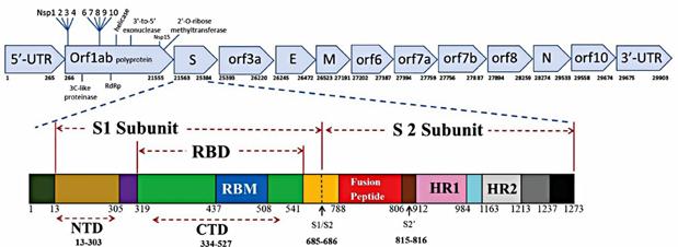 Obr. 4. Genóm SARS-CoV-2 (upravené podľa Mittal a kol, 2020). ORF kódujú doplnkové a štruktúrne proteíny.