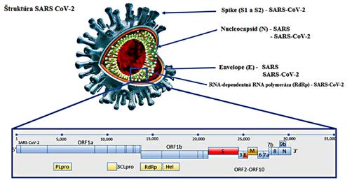 Obr. 1. Štruktúra a genóm SARS-CoV-2 (Kubina, Dziedzic, 2020) čový pre napadnutie buniek. Je zložený z S1 a S2 podjednotky (Obr. 1). Podjednotka S2 je vysoko konzervatívna.