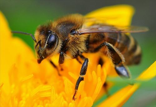 Včely pri hľadaní a zbieraní nektáru mimovoľne opeľujú kvety a prispievajú tak k ich oplodňovaniu.