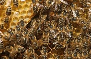 lepkavú bliznu. Vtedy nastáva opelenie. Včely produkujú vosk v podobe voskových šupiniek.