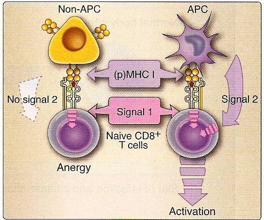 Anergia Naviazanie Ag na TCR T CD48+ prostredníctom MHC I Antigén nebol spracovaný APC neexistuje druhý signál 1.