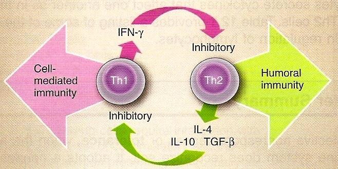 Th1/Th2 teória hygieny Th2 IL4, IL10,TGFb - produkcia protilátok, preladenie tried, znižovanie aktivity Th1 Th1 IFg aktivácia makrofágov, stimulácia IgG1,