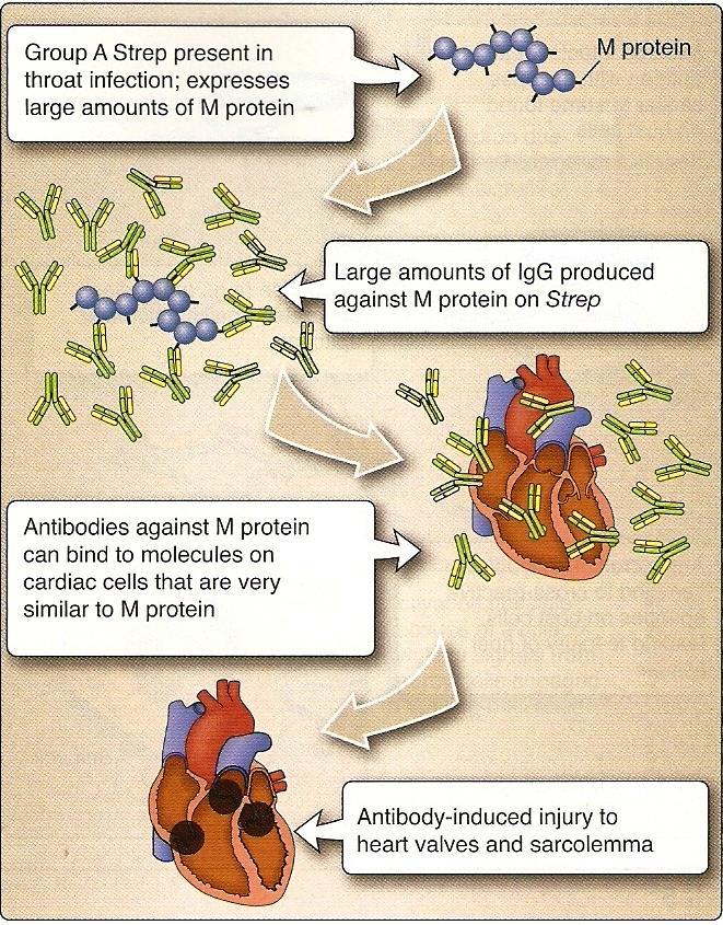 Molekulárne mimikry Infekcia mikroorganizmom navodí špecifickú autoimunitnú chorobu podobnosť antigénov Mi so štruktúrami tela Str.