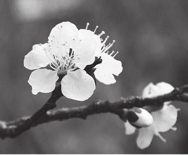 6 Hlasy z Kríža JAR Do jari zakotvil sa čas. Všetko sa prebudilo a začalo rásť. Farebné nebo, kvitnúca zem, v láske a s láskou prežívať každý deň. Vôňa stromov, bzukot včiel.
