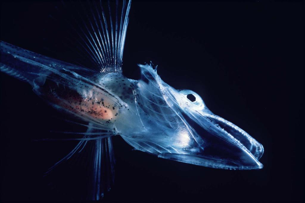 Antarctic Icefish (Ľadovka makrelia) Champsocephalus gunnari Ríša= Animalia