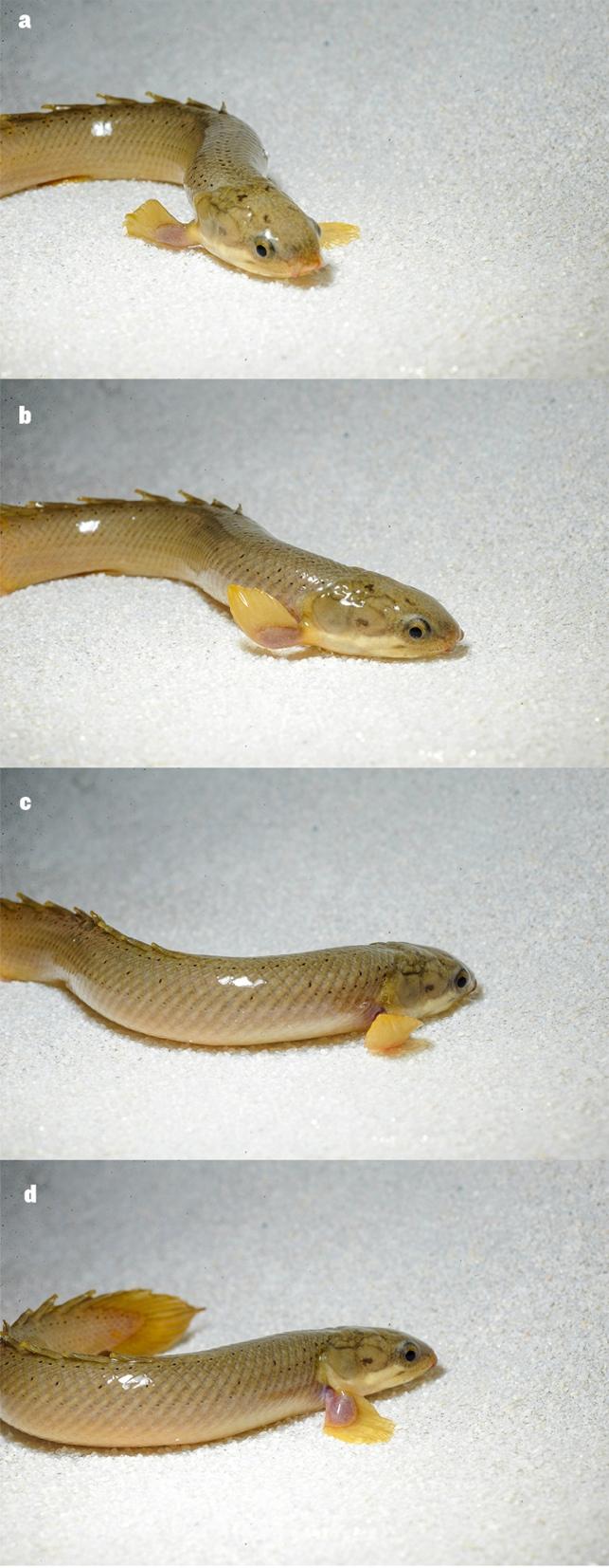 Vývinový program rýb Polypterus bichir je možné ovplyvniť prostredím Nature 513: