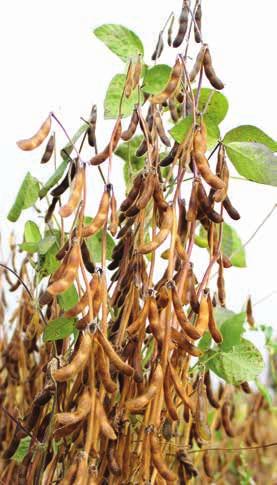 hodnotený farba semena a kvalita ho predurčuje na potravinárske využitie Odporúčaný výsevok: 60-65 zŕn/m 2 SÓJA FAZUĽOVÁ [000] AMANDINE Skorá odroda s