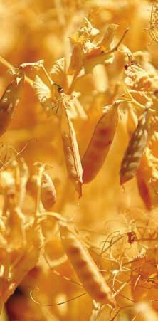 osivá / Jar 2019 / Hrach siaty zrnový STRANA 35 HRACH SIATY ZRNOVÝ TIP TIP TOP úroda biomasy a proteínov NEW Vďaka vysokej úrode zrna pri vysokom obsahu proteínov je špičkovou odrodou pre výrobu