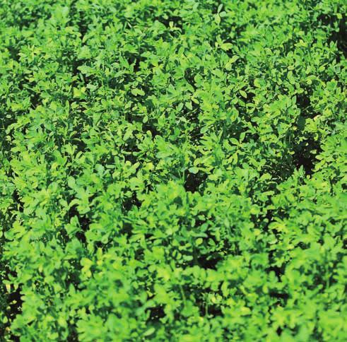 LUCERNA SIATA LA ROCCA Spoľahlivo poskytuje viac úrod do roka poskytuje vysokohodnotné bielkovinové krmivo vhodná aj do suchých a teplých oblastí spoľahlivo prezimuje, začiatok kvitnutia je stredne