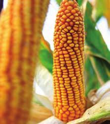 kombináciou vysokej úrody silážnej hmoty a jej vysokou stráviteľnosťou je vhodný aj do chladnejších oblastí pestovania kukurice 120 Relatívna úroda a vlhkosť hybrid FAO 200-250, 5 lokalít SVK, 2018
