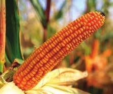 antokyánovým sfarbením prispôsobivý hybrid aj v náročných agrotechnických podmienkach dosahuje výbornú ekonomiku pestovania KUKURICA SIATA FAO 260 Odporúčaný výsevok: lepšie podmienky: 80 000-85 000
