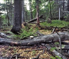 Z výskumu textúry bukových pralesov Slovenska bol vytvorený a na VšLP TU Zvolen overený pestovný model mozaikových porastov, ako jedna z koncepcií prírastkového hodnotového hospodárstva pre bukové a