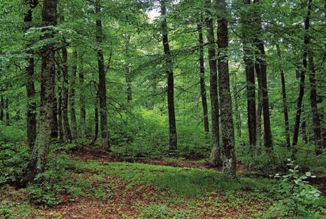 Ve d e c k ý vý s k u m Matematické modelovanie poistenia lesa proti riziku klimatickej zmeny (VEGA, koordinátor) Ekonomická efektívnosť obchodu s drevom z hľadiska perspektívy transakčných nákladov