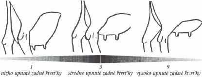 obrázok 10 HĹBKA VEMENA je charakterizovaná polohou najdlhšieho bodu základne vemena k myslenej priamke vedenej stredom pätového kĺbu. Posudzuje sa zboku alebo zozadu.
