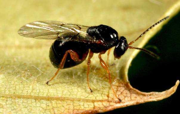 Taxonomické zaradenie: Trieda: Insecta - hmyz Rad: Hymenoptera - blanokrídlovce