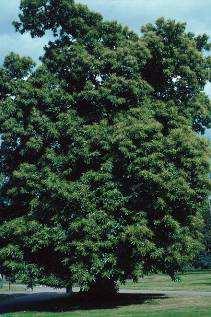 Hostiteľské rastliny: Hostiteľmi sú gaštany (Castanea spp.