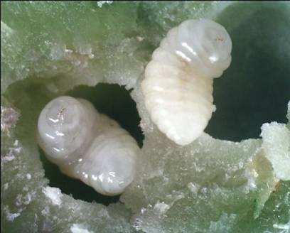 dlhou stopkou Larva je mliečne bielej