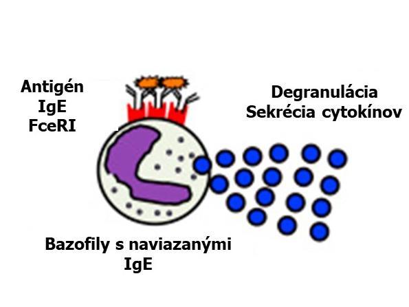 Mastocyty a bazofily môžu byť aktivované troma spôsobmi: a) premostenie Fc receptorov IgE alebo IgG protilátkami b) anafylatoxínmi pri aktivácii komplementu (C3a, C4a, C5a) c) priama aktivácia