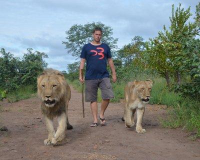 Najlepšie zážitky s BUBO: Prechádzka s levmi Venčili ste už psa? Poďte sa prejsť s levmi.