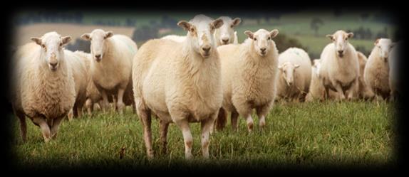 Plánované aktivity v chove oviec a kôz Zahrnutie plemien oviec zošľachtená valaška a Cigája do: