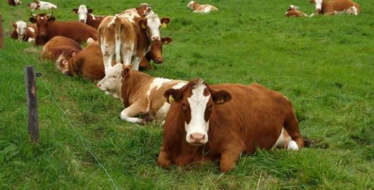 Stavy hovädzieho dobytka Vývoj stavov hovädzieho dobytka na Slovensku má už dlhodobo klesajúci trend. Je zrejmé, že posledný významný prepad v počte zvierat bol medzi rokmi 2014 a 2015.