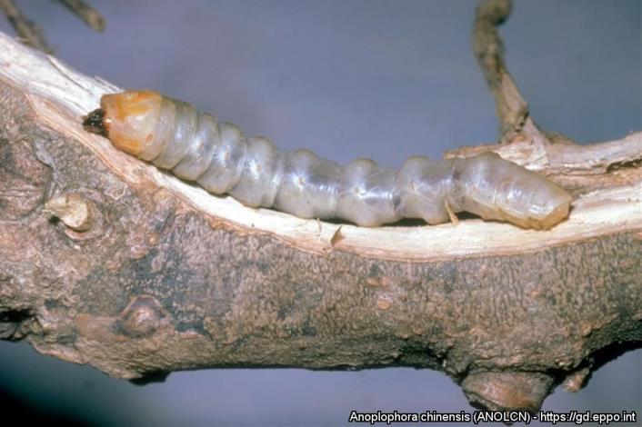 mm larválne chodby až 2,5 3 cm Ø