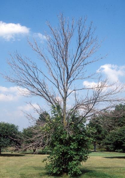 planipennis 22 - napadnuté stromy odumierajú do 3 rokov (predčasné