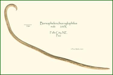 Ameriky, (škody v USA boli zistené iba na P. sylvestris ) Zavlečený: začiatkom 20. storočia napadnutým drevom na juhojaponský ostrov Kjušu.