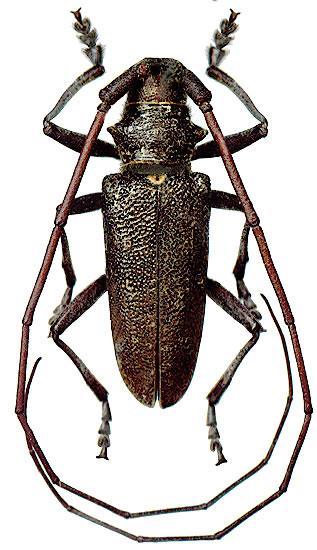vrzúnik (z čeľade Cerambycidae fúzačovité môžu